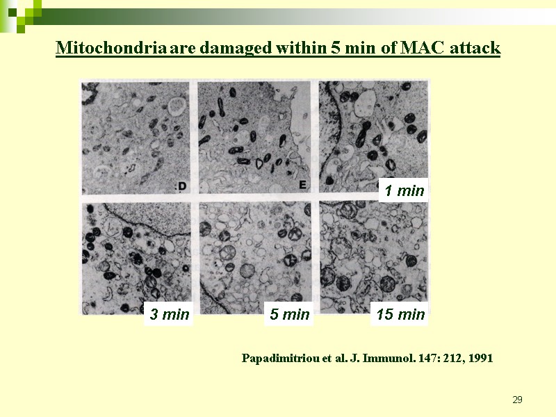29 Mitochondria are damaged within 5 min of MAC attack Papadimitriou et al. J.